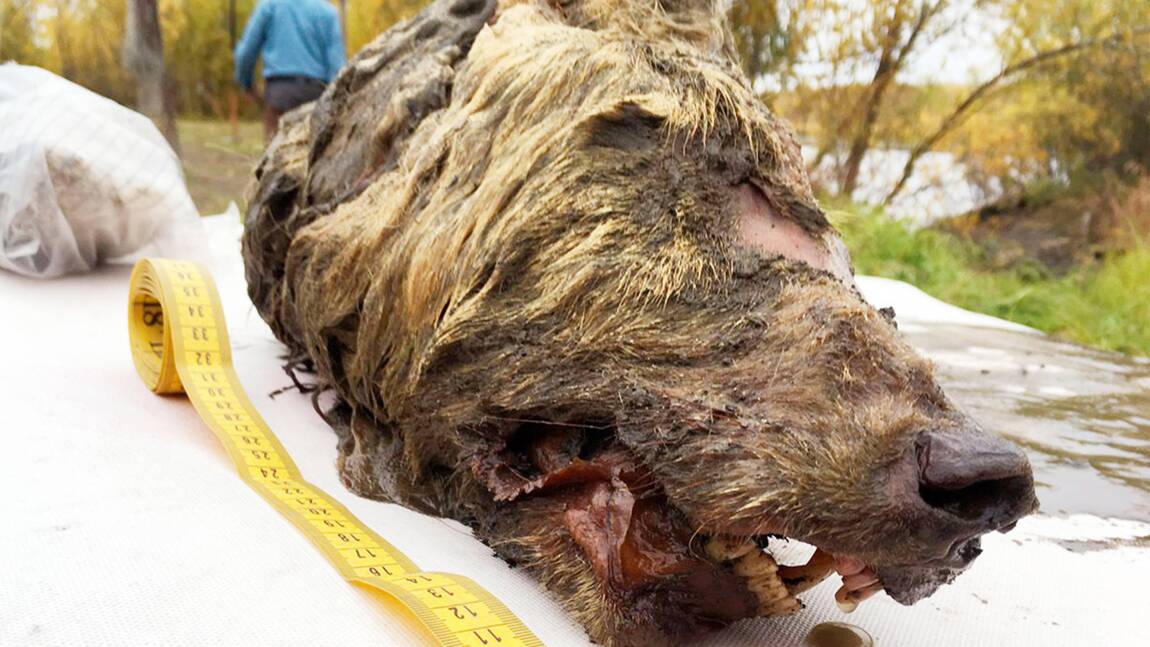 Un Russe découvre une tête de loup vieille de 40000 ans en Sibérie