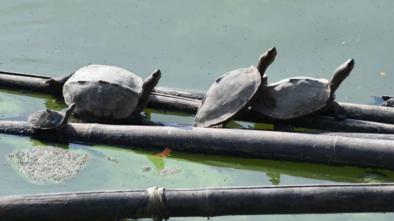 Dans le bassin d'un temple indien, la survie de tortues "éteintes"