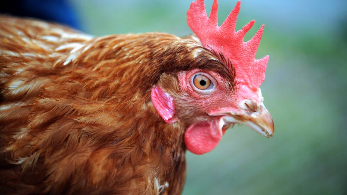 Bretagne: deux associations dénoncent des maltraitances dans un élevage de poules