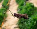 En Sardaigne, une invasion de sauterelles inquiète les agriculteurs