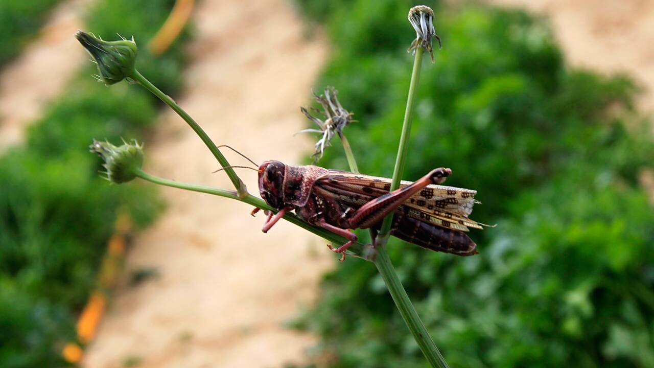 En Sardaigne, une invasion de sauterelles inquiète les agriculteurs