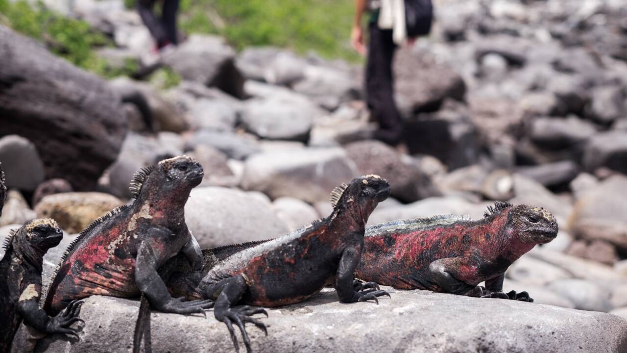 Les îles Galápagos, "porte-avions naturel" de l'Equateur ?