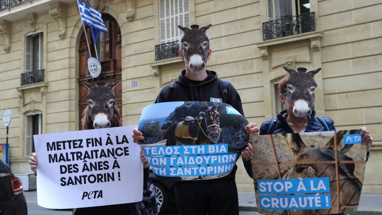 Des défenseurs des animaux contre l'exploitation des ânes de Santorin