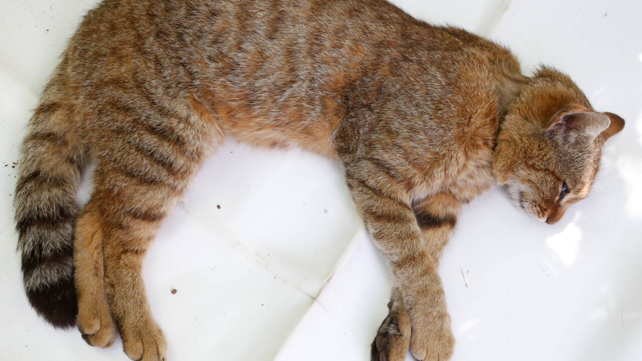 Chat Renard Tout Ce Qu Il Faut Savoir Sur Cet Animal De Legende Geo Fr