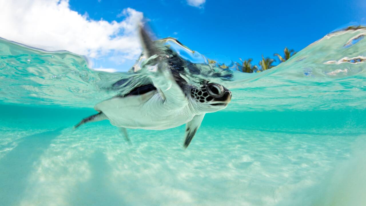 Job de rêve : tout quitter pour aller soigner des tortues marines aux Maldives