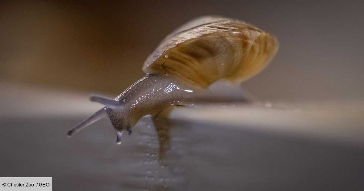 Aux Bermudes Un Escargot Qu On Pensait Disparu Depuis 40 Ans Revient A La Vie Geo Fr