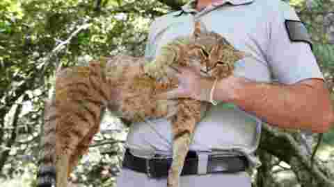 Le "chat-renard", probable nouvelle espèce de félin recensée en Corse