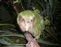 Une épidémie menace le kakapo, perroquet en danger d'extinction en Nouvelle-Zélande