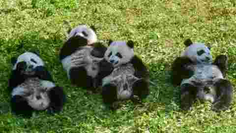 Bonheur et Harmonie: deux pandas prometteurs pour la survie de l'espèce