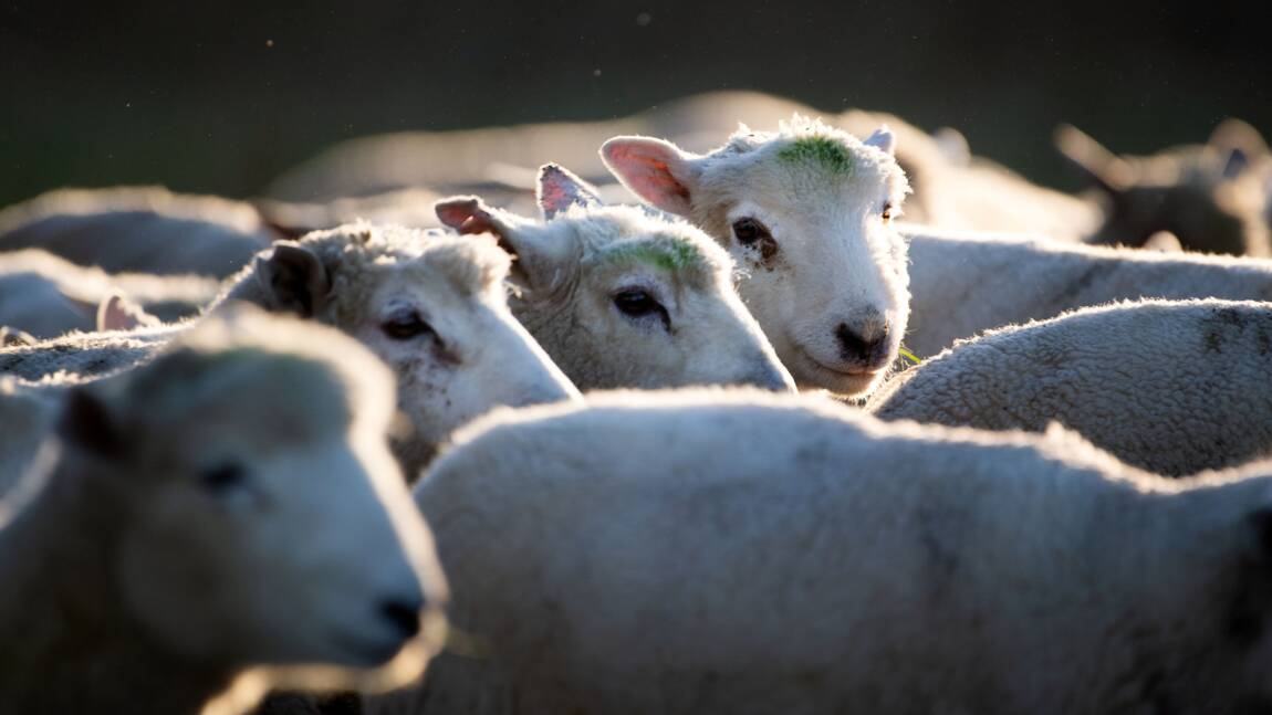 La fin de l'impunité pour les voleurs de bétail en Nouvelle-Zélande