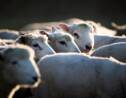 La fin de l'impunité pour les voleurs de bétail en Nouvelle-Zélande