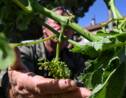 Intempéries en Auvergne-Rhône-Alpes: "des dizaines de millions d'euros de dégâts" pour l'agriculture