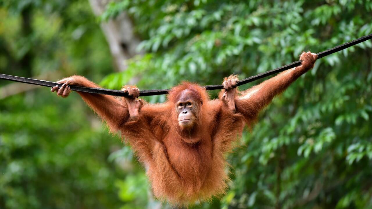 Des orangs-outans remis en liberté après avoir été à l'"école de la forêt" en Indonésie