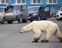 Russie: un ours blanc affamé repéré à plus de 800 km de son habitat