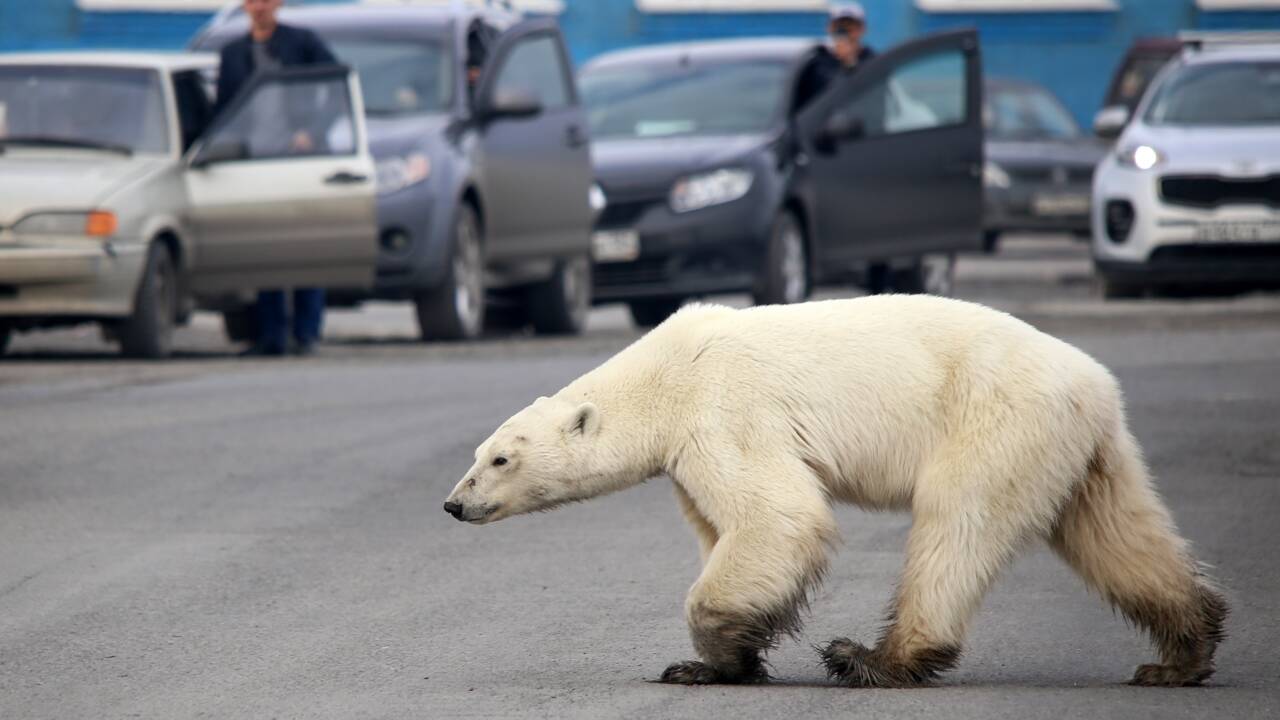Russie : l'ourse blanche affamée repérée loin de son habitat a été capturée