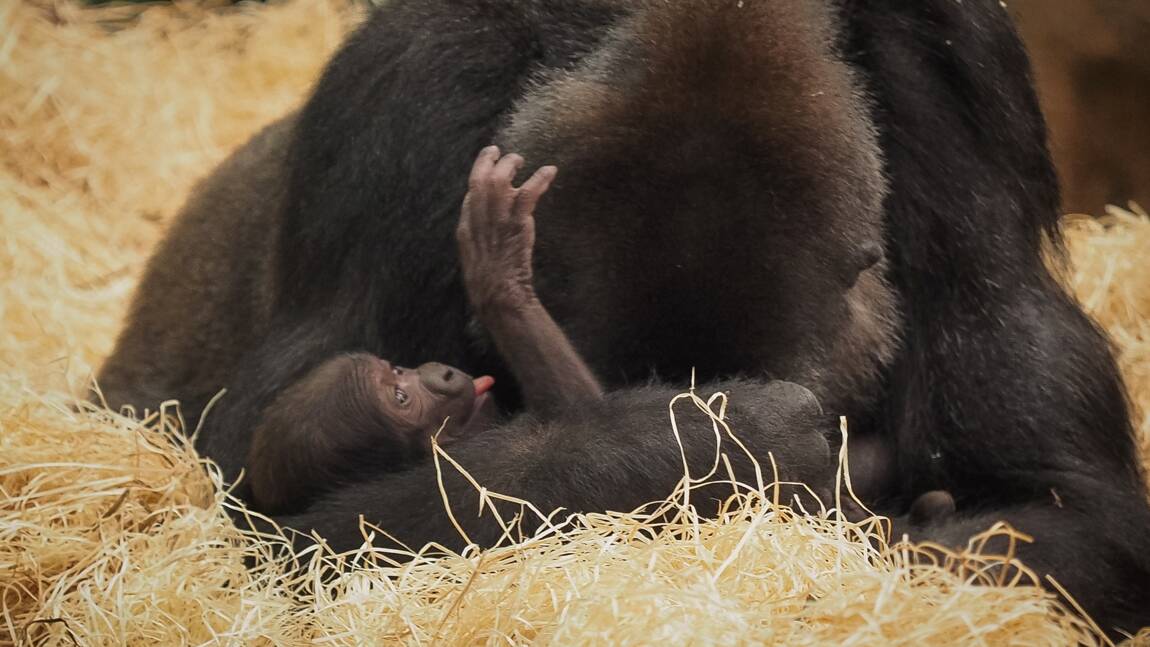 Deux gorilles du zoo de Beauval vont partir pour le Gabon