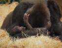 Deux gorilles du zoo de Beauval vont partir pour le Gabon