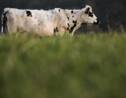 L'association L214 dénonce la pose de hublots sur des vaches à des fins de recherche