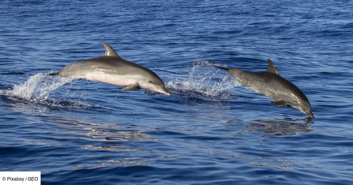 L Ile Grecque De Lipsi Accueille Le Premier Sanctuaire Pour Les Dauphins Sauves Des Zoos Geo Fr