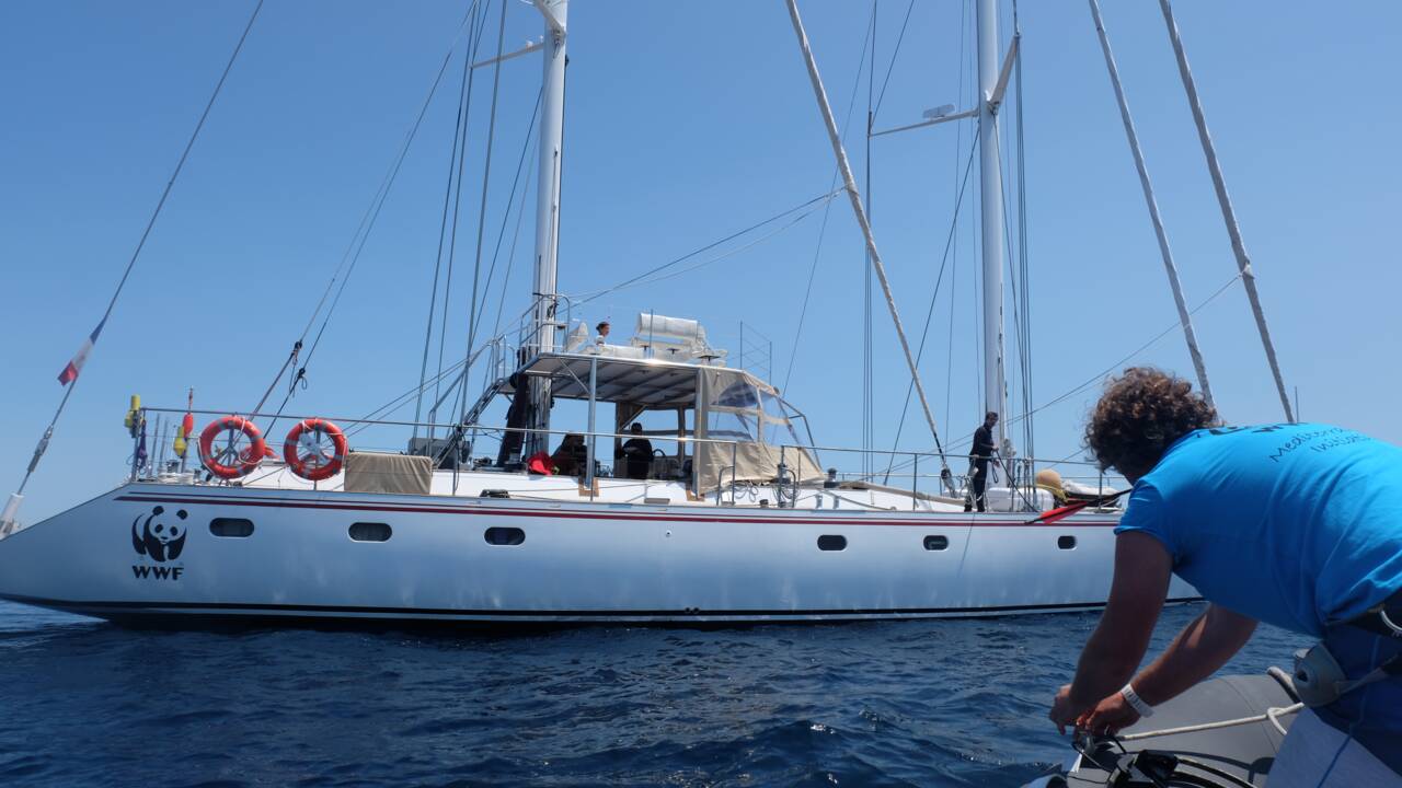 En Méditerranée, cétacés, bateaux et touristes ne font pas toujours bon ménage