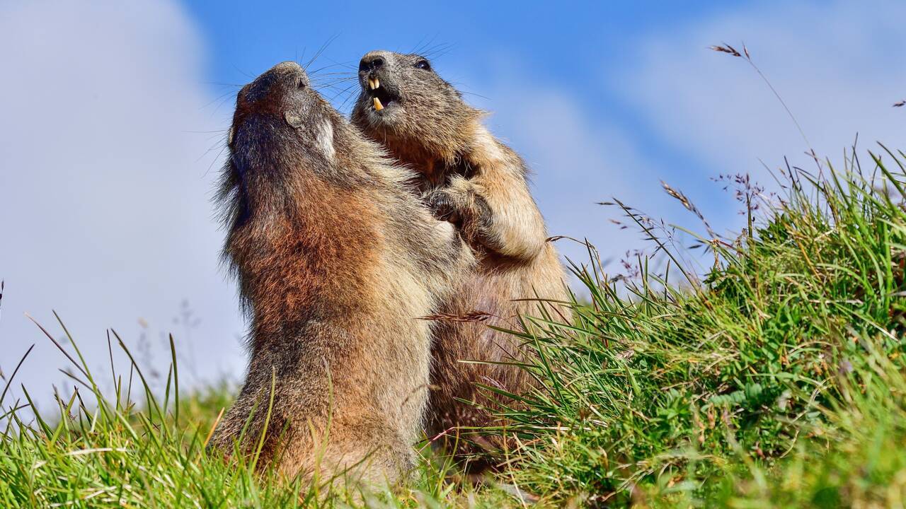 Petits meurtres entre marmottes : 10 choses que vous ne saviez pas sur ces rongeurs sans pitié