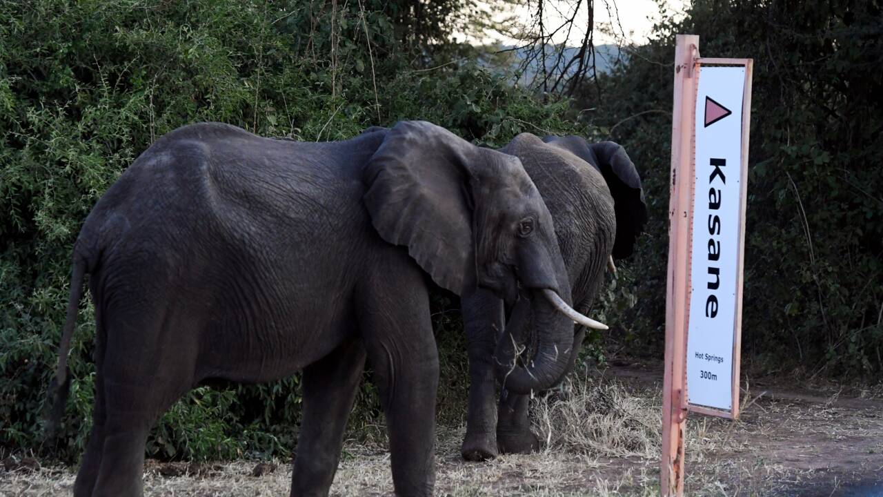 Au Botswana, les fermiers, exaspérés par les éléphants, saluent le rétablissement de la chasse