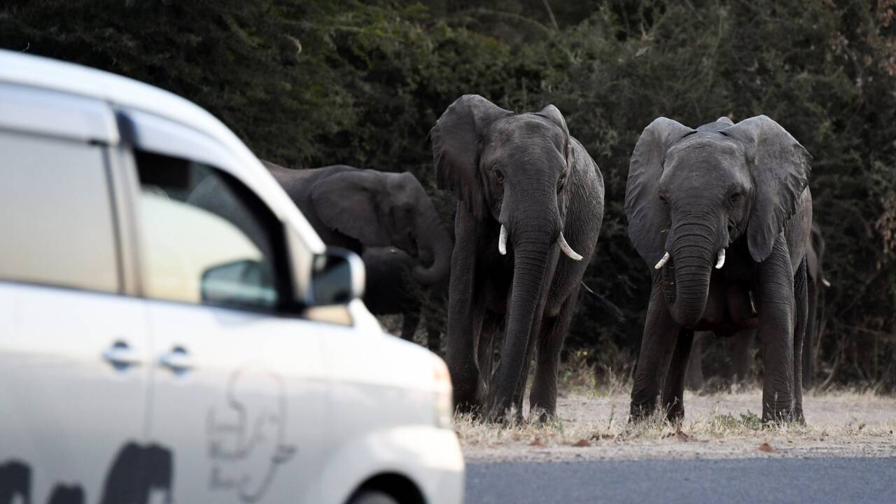 Au Botswana, les fermiers, exaspérés par les éléphants, saluent le rétablissement de la chasse