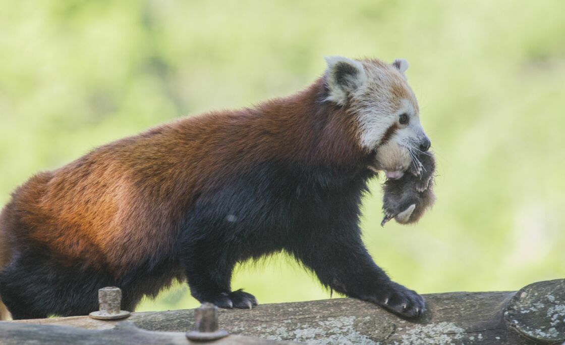 Le Bebe Panda Roux Au Parc Animalier D Auvergne A Enfin Un Prenom Geo Fr