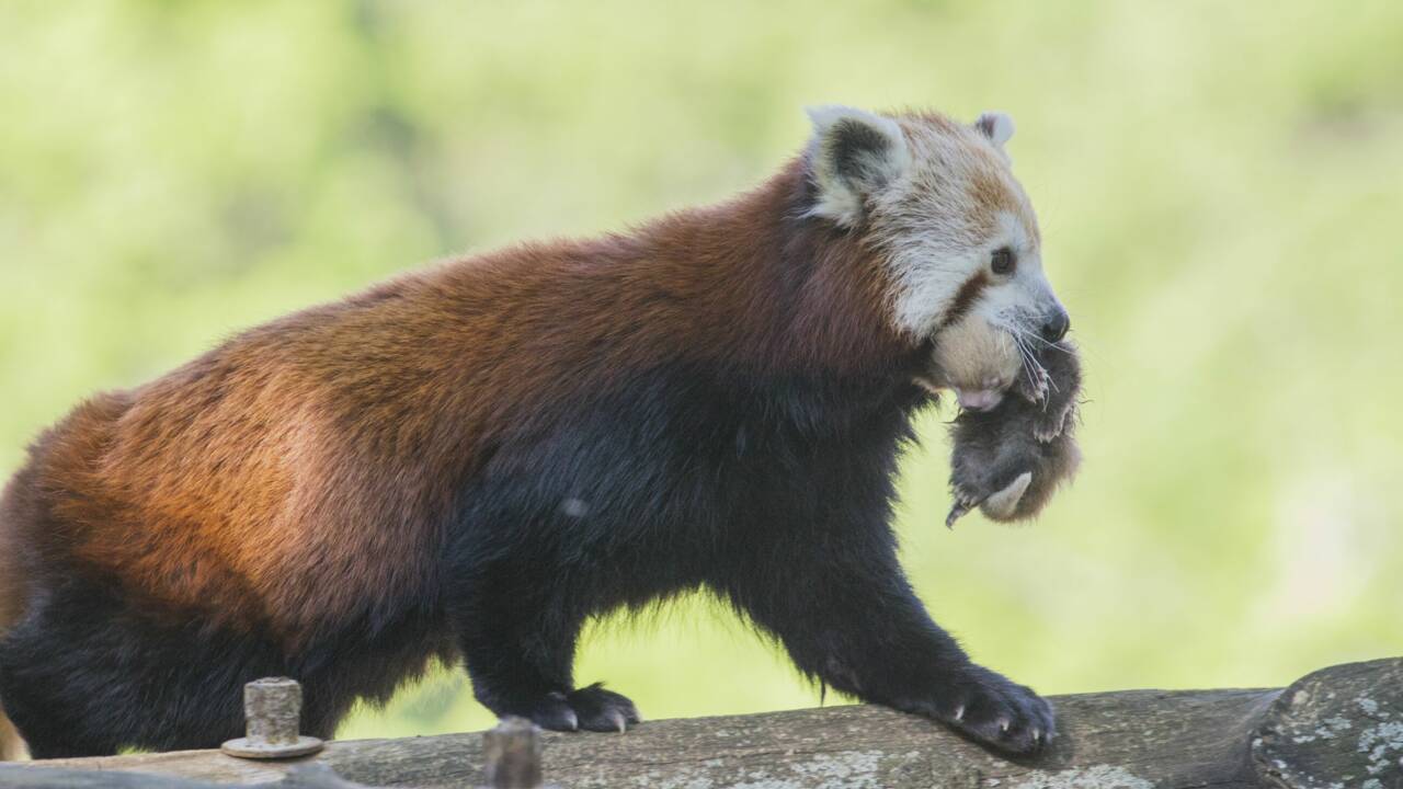 Le bébé panda roux au Parc Animalier d'Auvergne a enfin un prénom