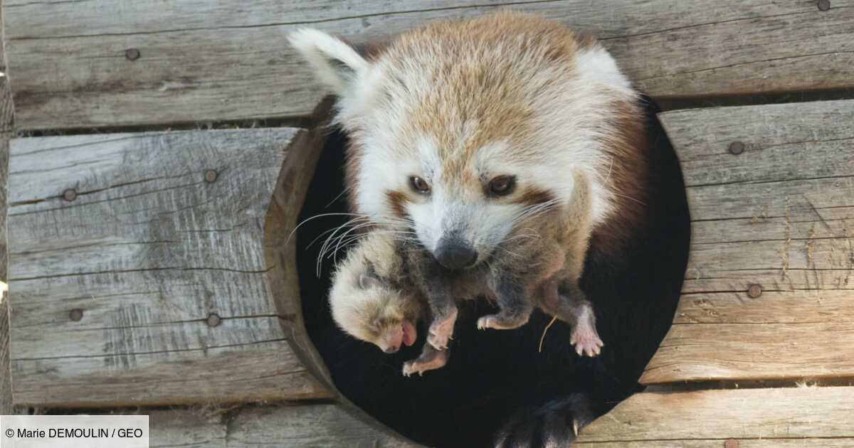 Le Bebe Panda Roux Au Parc Animalier D Auvergne A Enfin Un Prenom Geo Fr