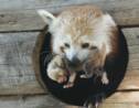 Le bébé panda roux au Parc Animalier d'Auvergne a enfin un prénom