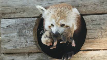 Le Panda Roux Ne Formerait Pas Une Mais Deux Especes D Apres Son Genome Geo Fr