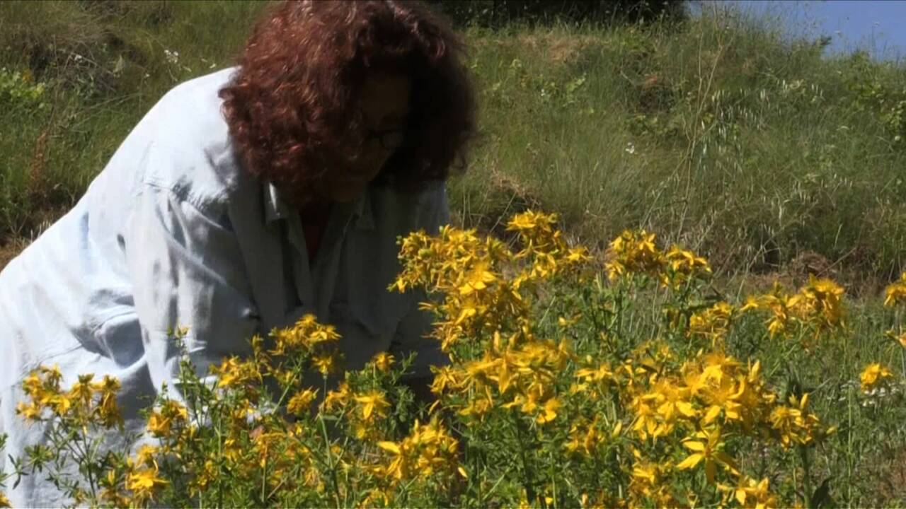 En Grèce, cultiver des plantes aromatiques bio pour survivre à la crise