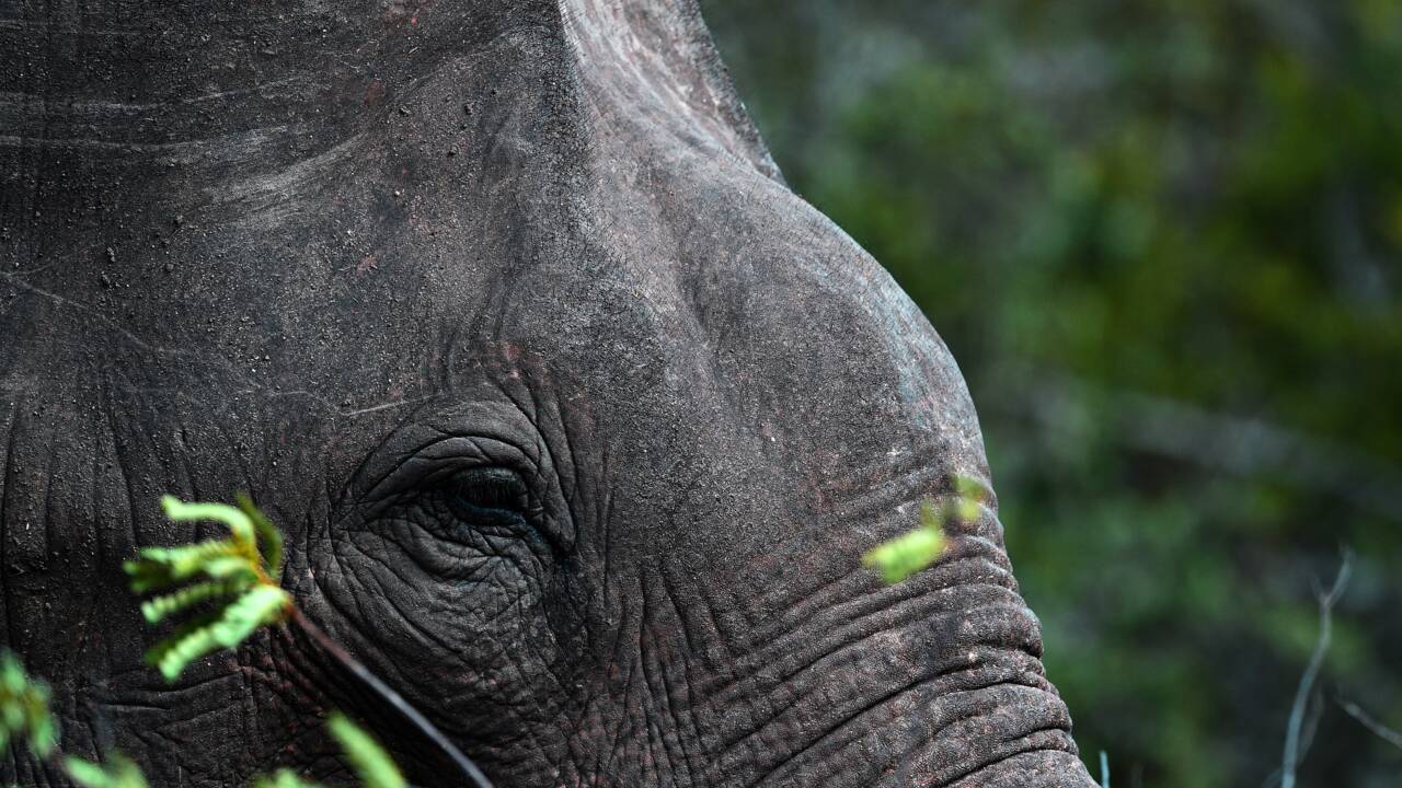 Sri Lanka: première procédure judiciaire pour trafic d'éléphants
