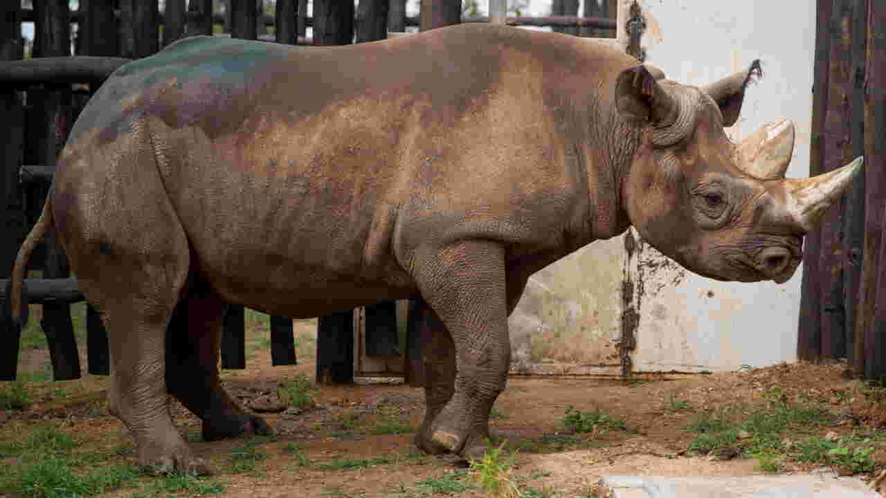 Cinq Rhinocéros Noirs Réintroduits Au Rwanda - Geo.fr