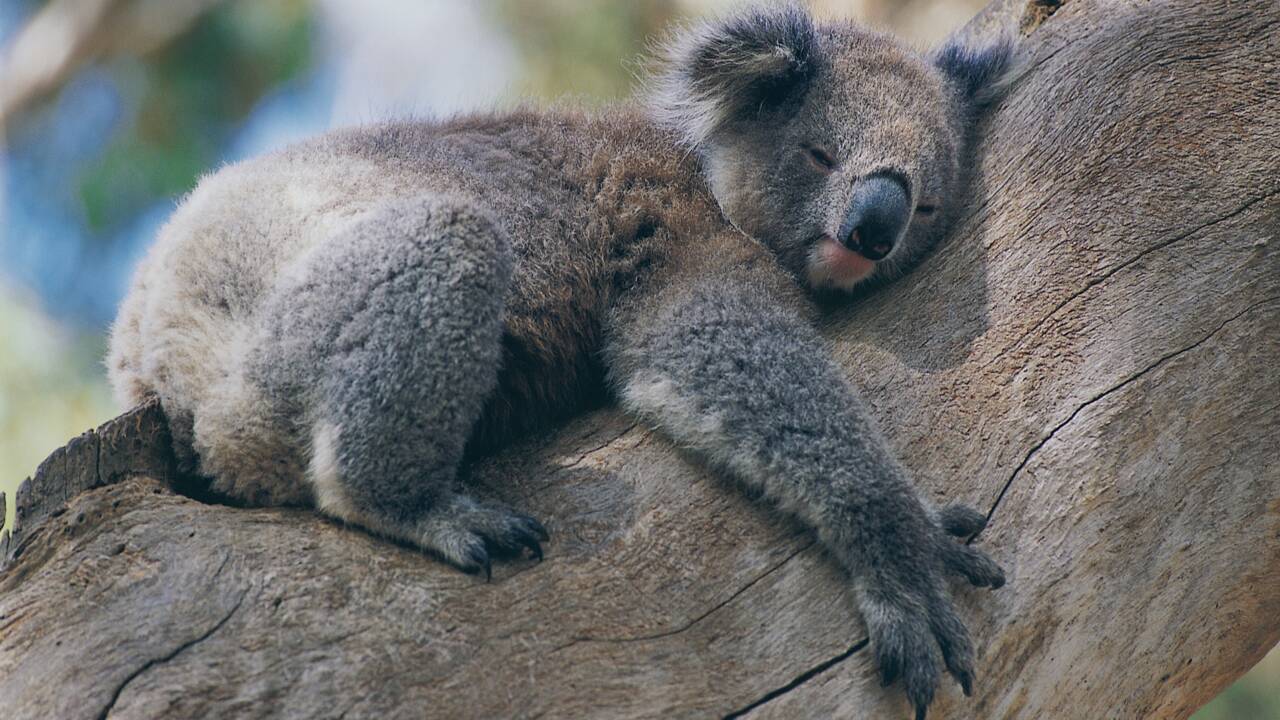 Pourquoi les koalas enlacent-ils les arbres ?