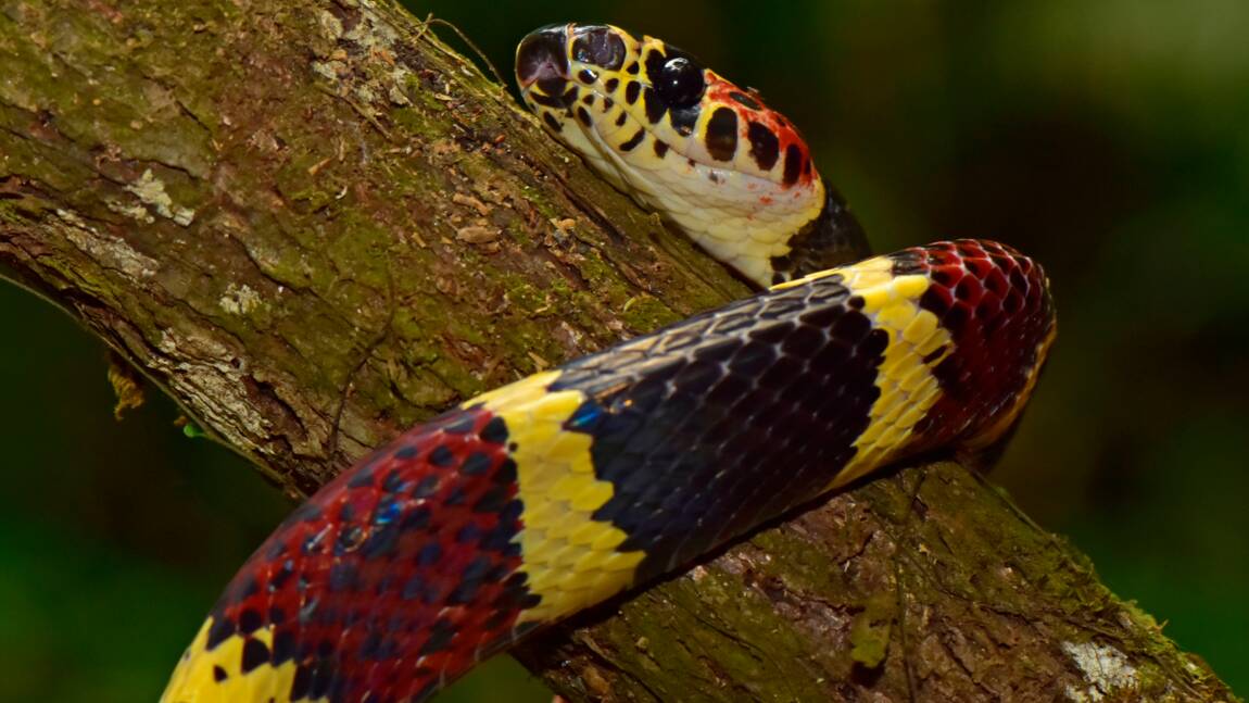 Au Honduras, une "cité perdue" abrite d'incroyables espèces que l'on pensait éteintes