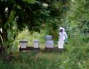 L'agriculture bio, c'est bon pour les abeilles, selon une étude