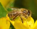 Pourquoi les abeilles préfèrent le bio
