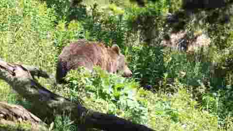 Pyrénées: suspension des constats de dégâts liés à l'ours dans deux vallées