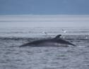 Pour la première fois en 17 ans, l'Islande ne chassera aucune baleine cet été
