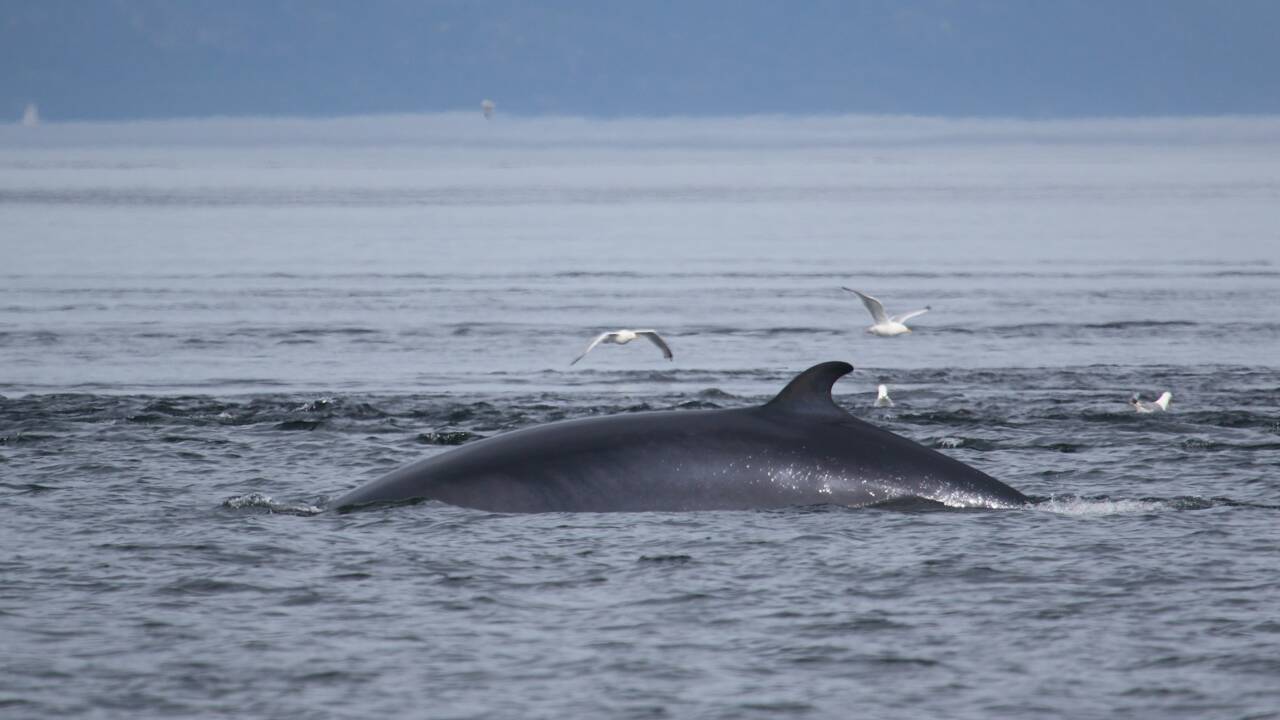 Pour la première fois en 17 ans, l'Islande ne chassera aucune baleine cet été