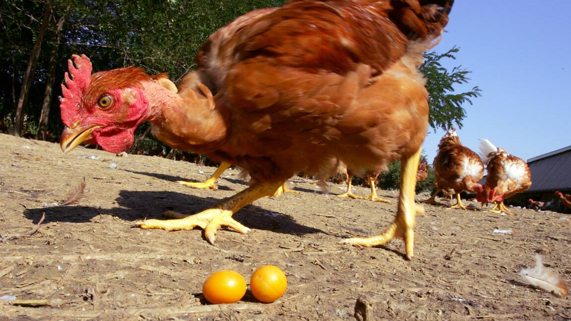 Dans l'Hérault 250 poules d'un élevage meurent victimes de la canicule