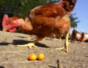 Dans l'Hérault 250 poules d'un élevage meurent victimes de la canicule