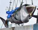 Japon : premières prises de baleines à des fins commerciales depuis 31 ans