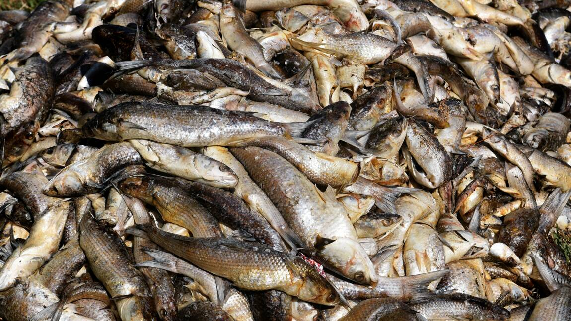 A Marignane, la canicule tue des milliers de poissons dans un étang