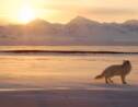 De la Norvège au Canada, une renarde polaire parcourt l'Arctique en moins de 80 jours