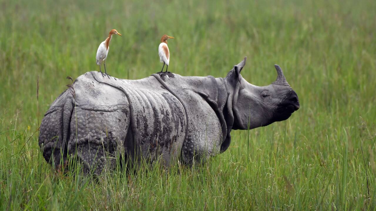 Mousson de tous les dangers pour les rhinocéros d'Inde