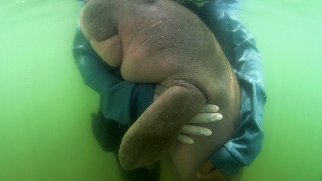 Thaïlande: mort du bébé-star dugong "Mariam", victime des déchets plastiques