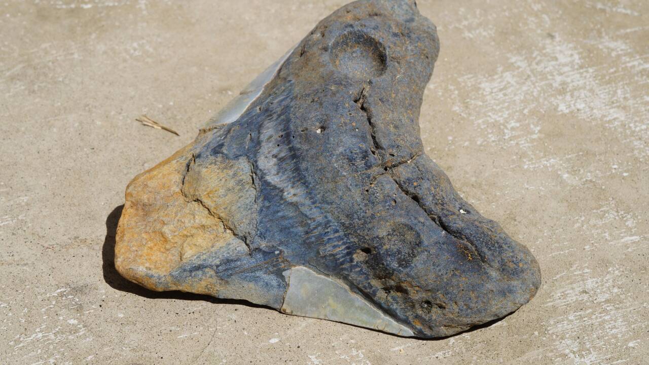 Aux Etats-Unis, un promeneur découvre une dent de requin préhistorique géant